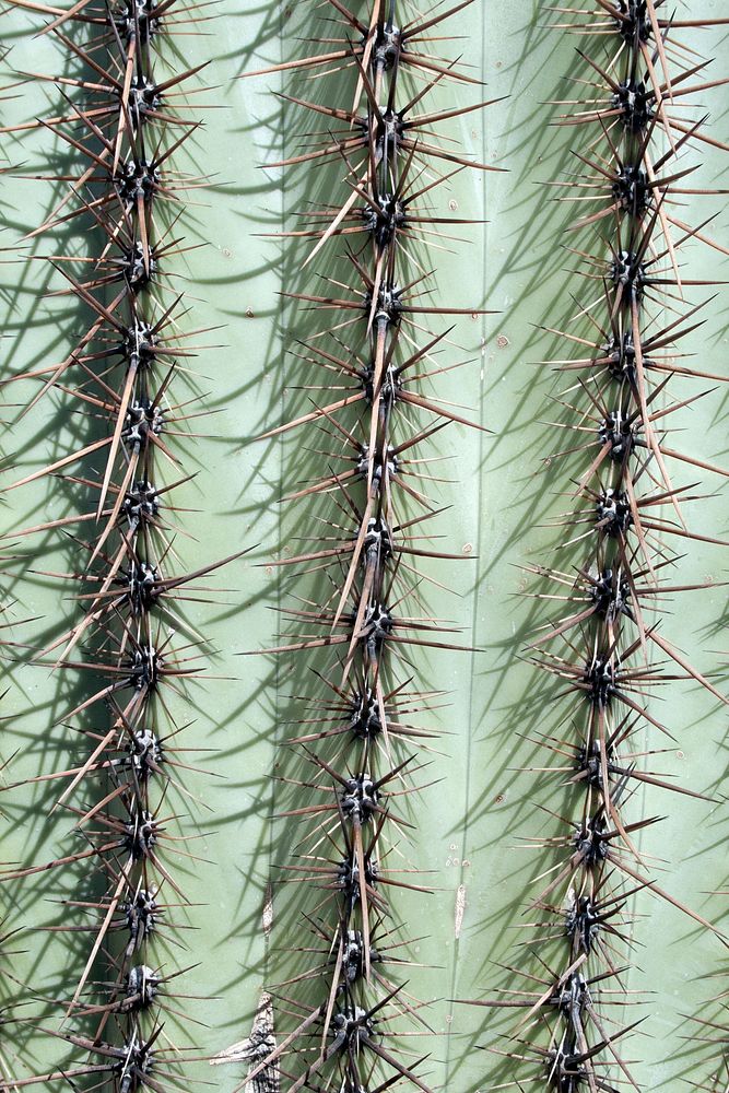 Saguaro cactus. NPS photo.59. Original public domain image from Flickr