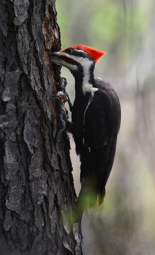 Pileated woodpeckerPileated woodpecker found on Malan Waterfowl Protection Area in Michigan on June 14, 2015. Photo by Jim…