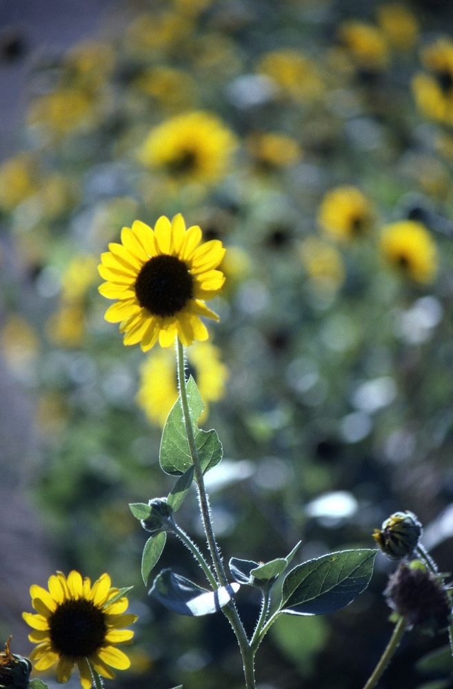 Sunflowers, Malta Field Office, August 1991. Original public domain image from Flickr