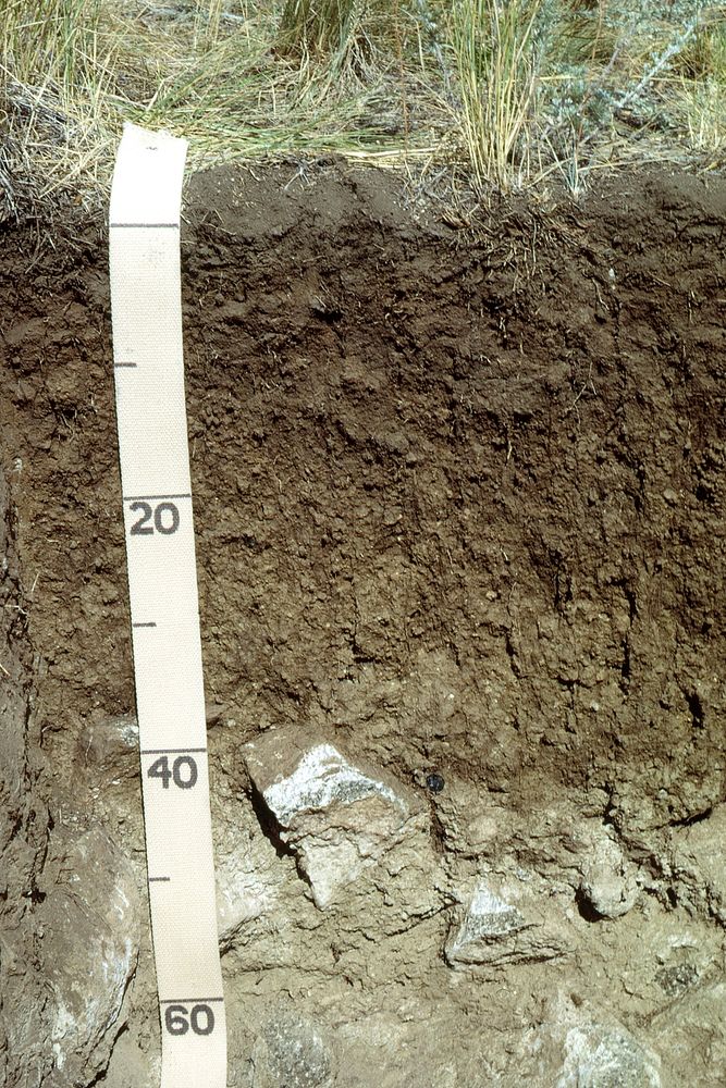 Soil profile (metric) in Montana, near Butte, Cascade County, Hammett Ranch. June 1968. Original public domain image from…
