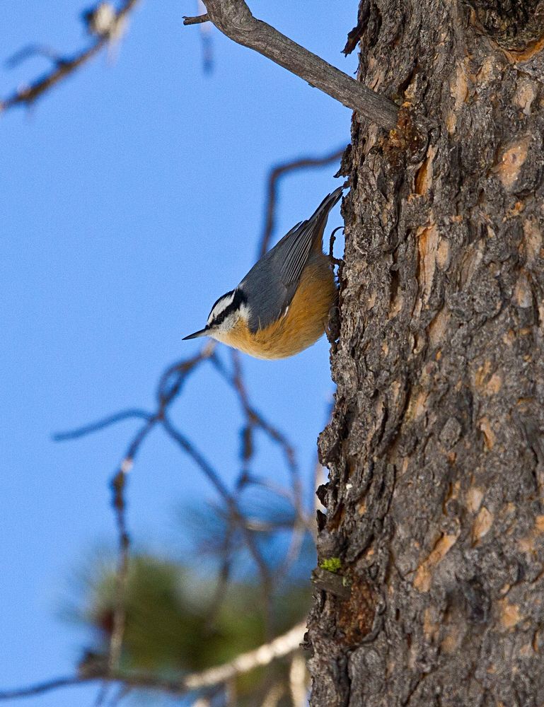 Red-breasted nuthatch near Northeast Entrance by Jim Peaco. Original public domain image from Flickr