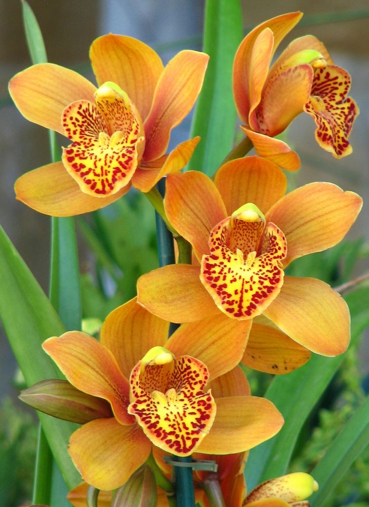 Orange orchids with speckled beards.