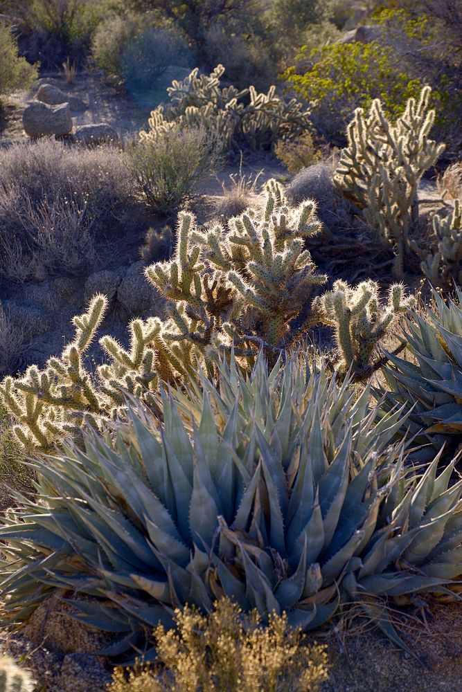 Desert plant in Santa Rosa Mountain Wilderness. Original public domain image from Flickr