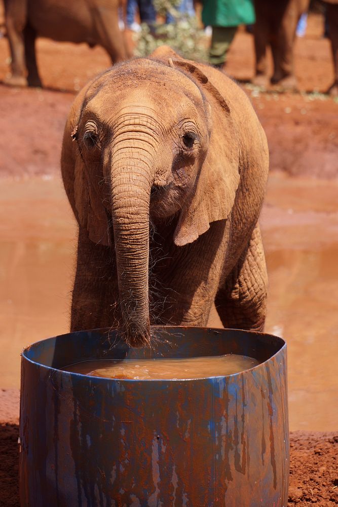 Baby elephant drinking water. Free public domain CC0 photo.