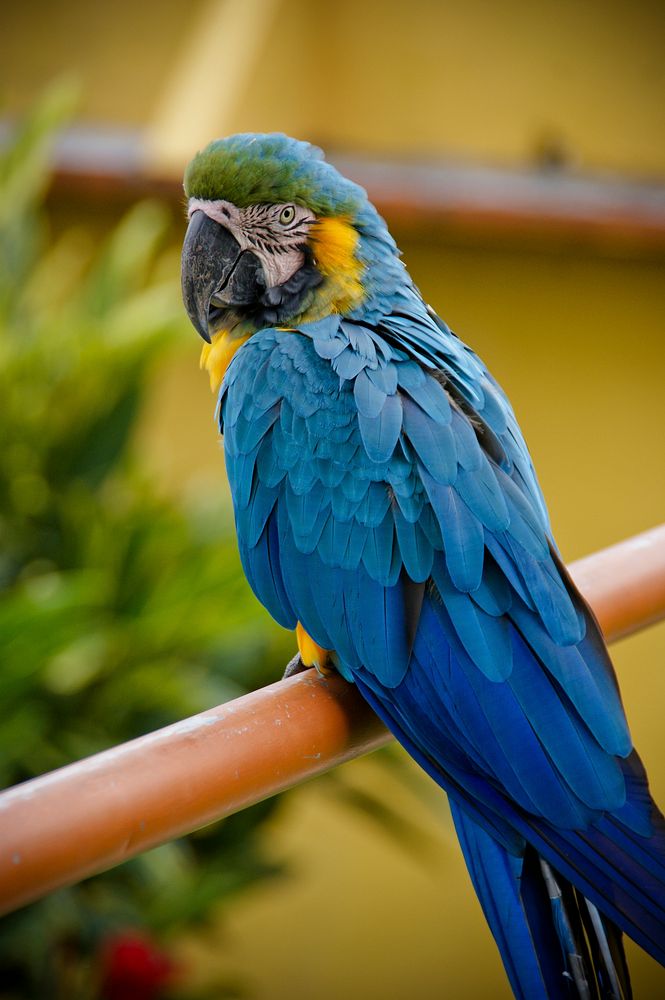 Blue macaw. Original public domain image from Flickr