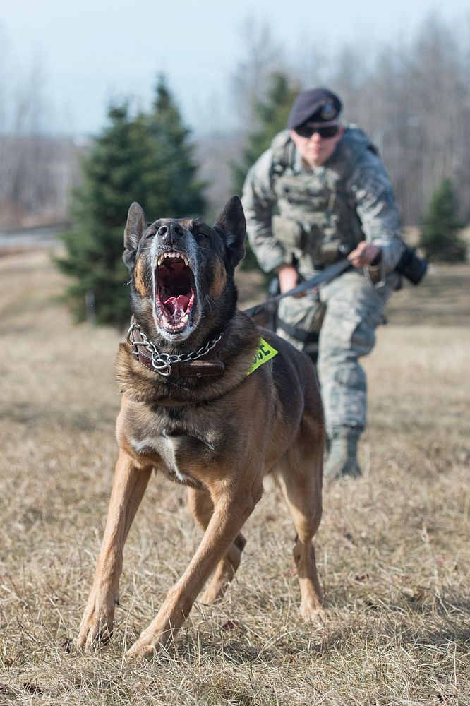 Air Force Staff Sgt. Melissa Udulutch and military working dog, Chase, assigned to the 673d Security Forces Squadron…