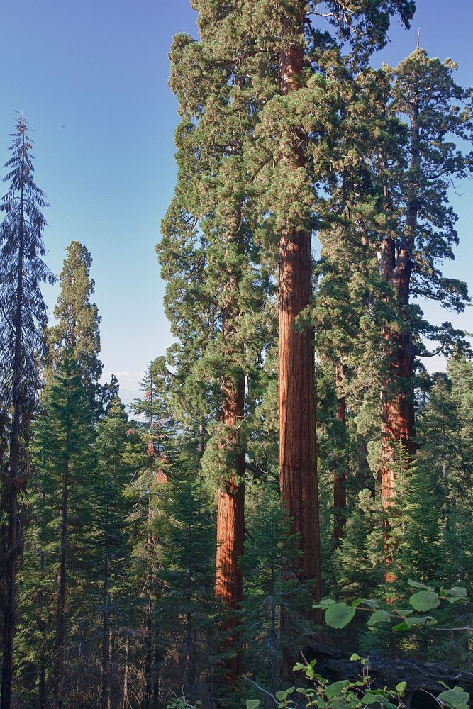 The Bakersfield Field Office includes the only Sequoia grove complex managed by the Bureau of Land Management.