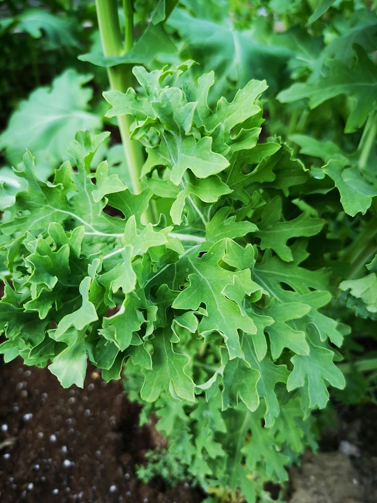 Siberian kale (Brassica napus).