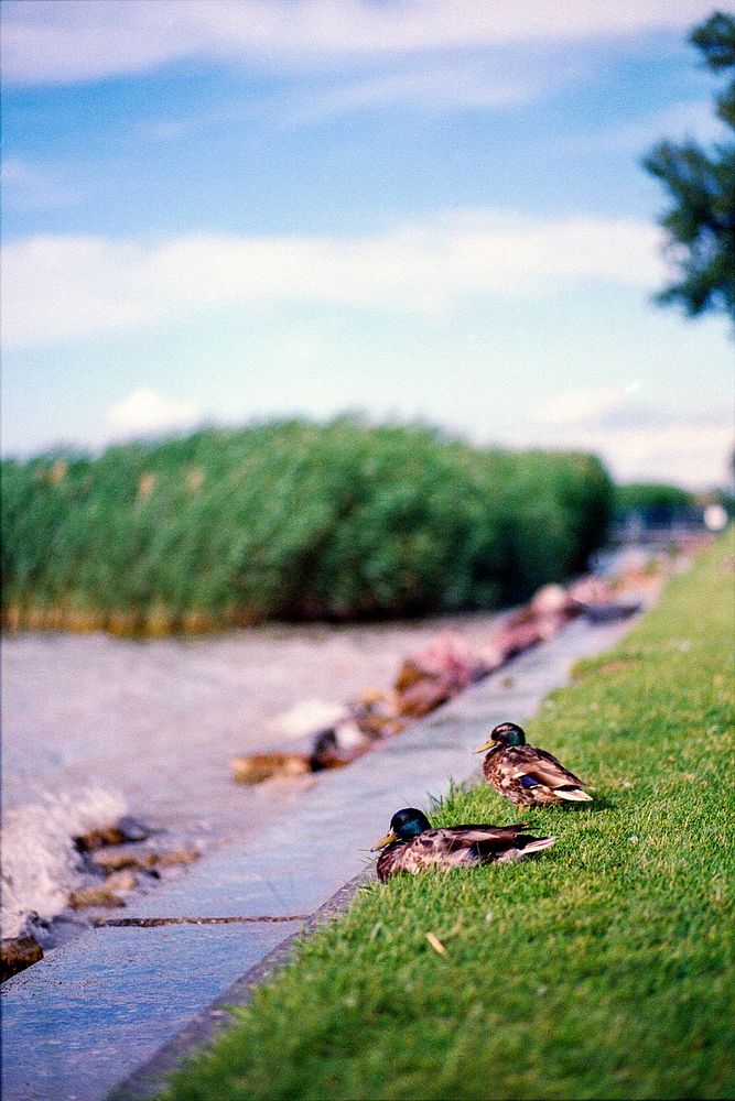 Ducks at the Balaton.
