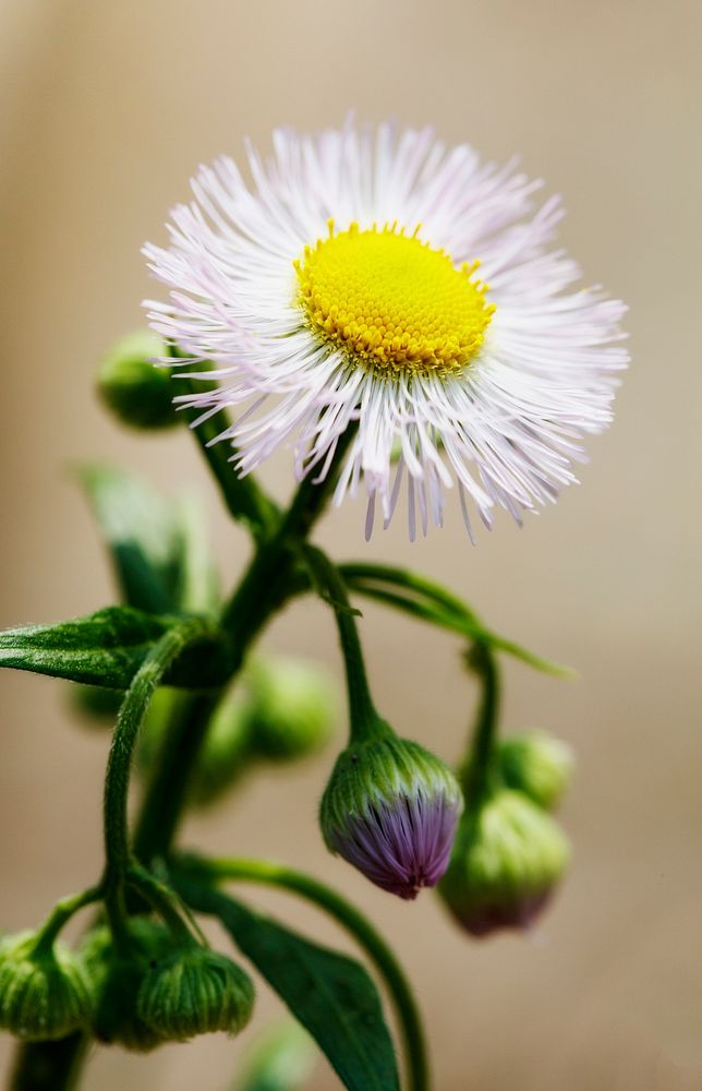 Daisy fleabane flower. Free public domain CC0 photo.