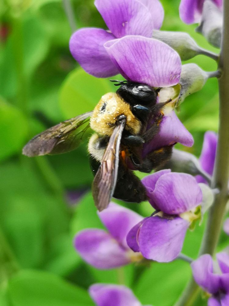 Bee visiting false indigo (Baptisia) flowers.
