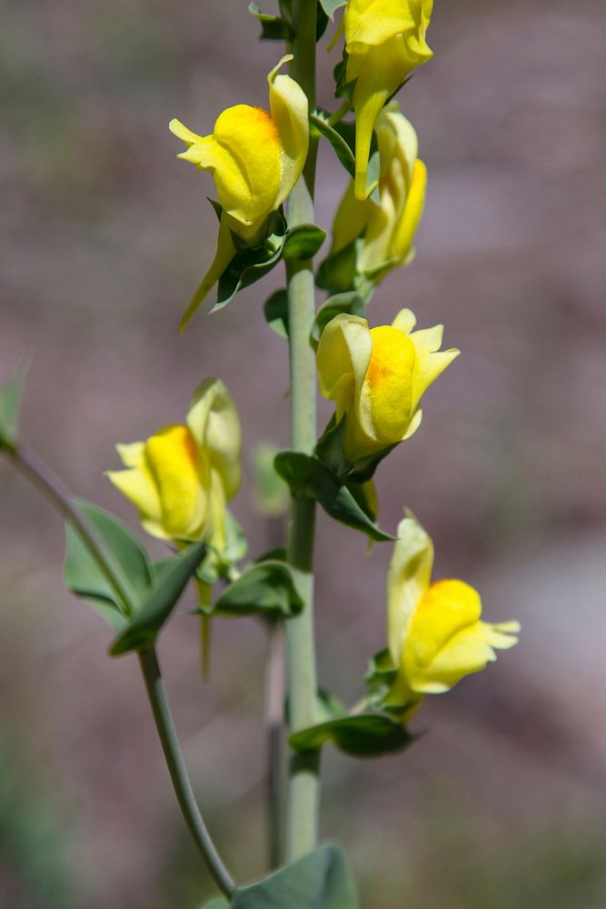 Yellow toadflax (Linaria vulgaris) - invasive species by Jacob W. Frank. Original public domain image from Flickr