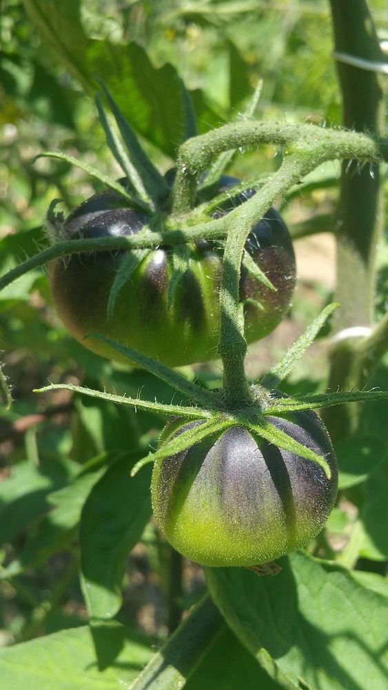Black Beauty tomato.