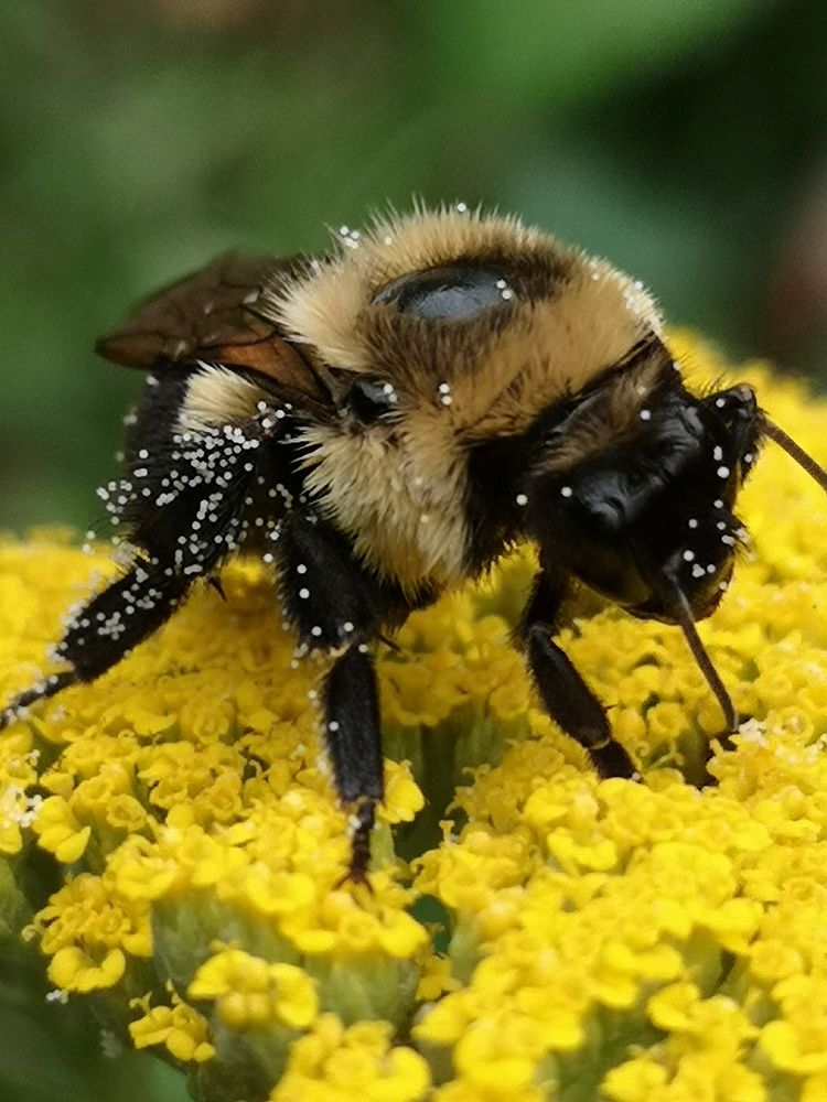 Bumblebee with pollen.