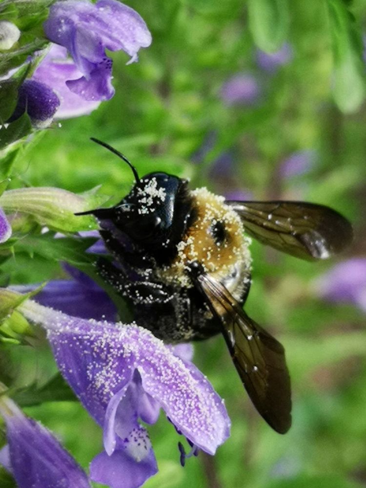 Carpenter bee (Xylocopa virginica) nectar robbing dragonhead (Dracocephalum moldavica).