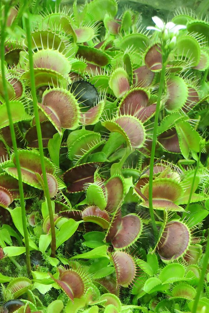 Venus flytraps.