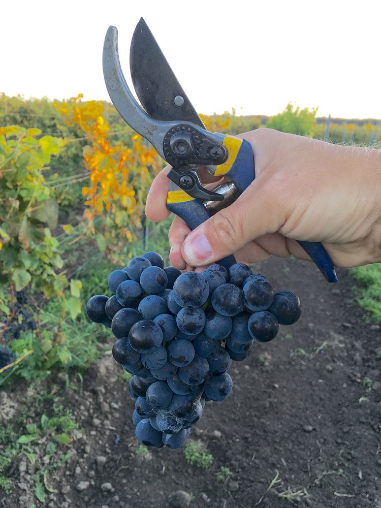 Closeup on hand holding red grapes. Free public domain CC0 photo.