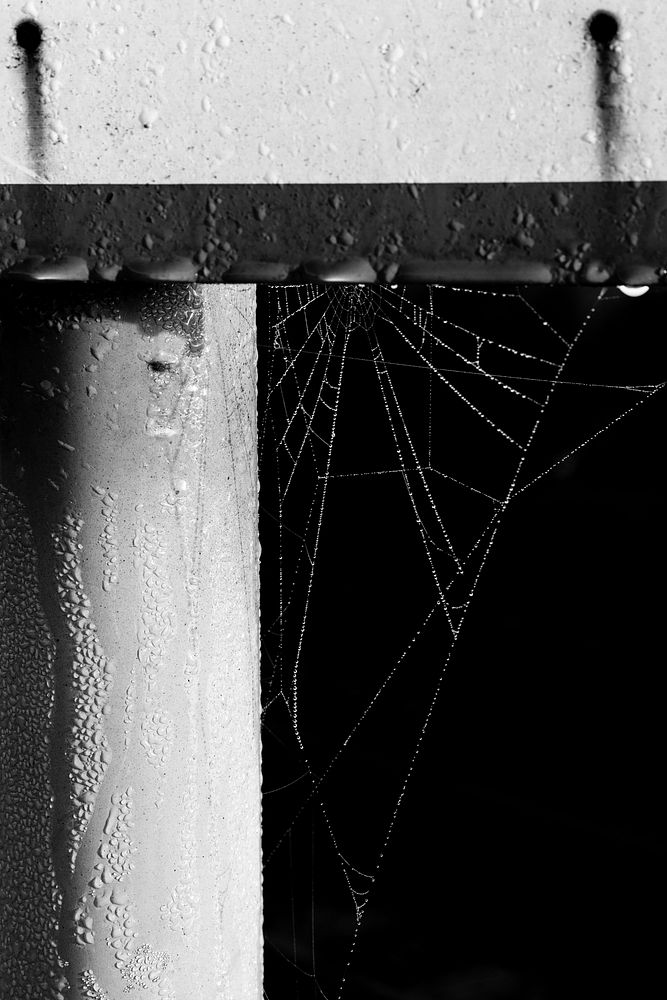 Spider web in monotone. Original public domain image from Flickr