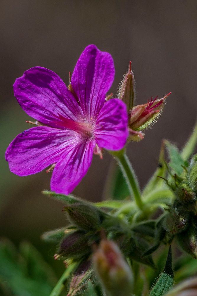 A sticky Geranium and wildflowers near the old Milwaukee Railroad trail in the Thompson Park area of Beaverhead-Deerlodge…