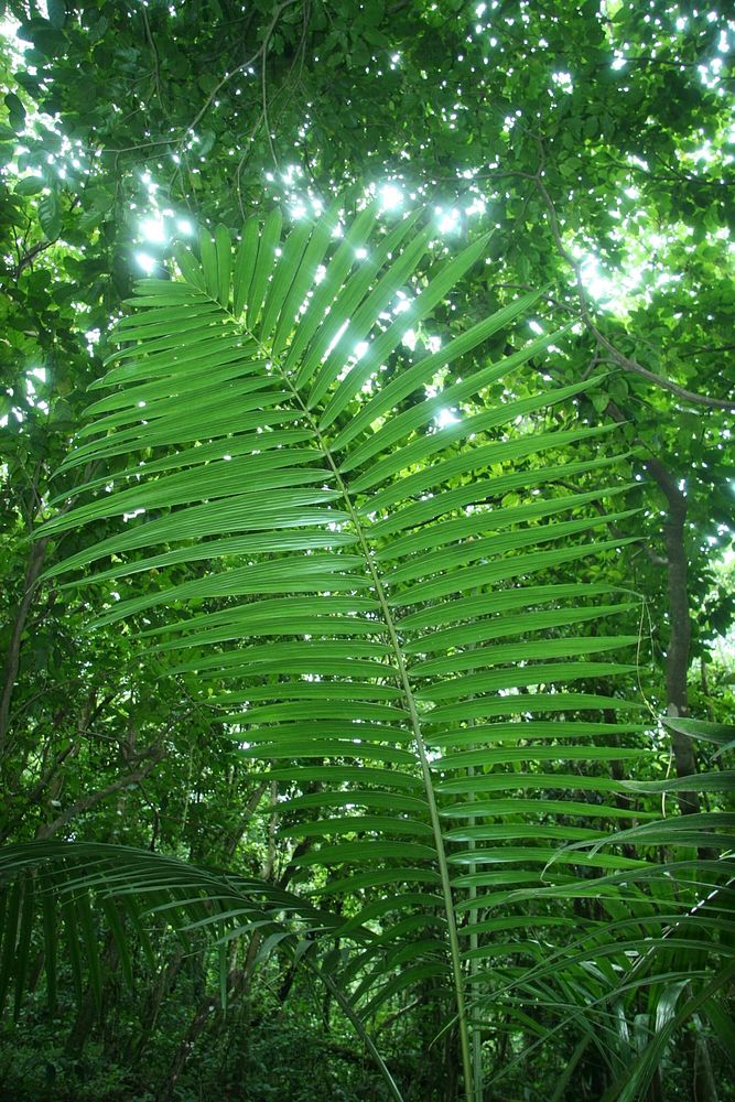 El Yunque National Rain Forest, Puerto Rico. Original public domain image from Flickr