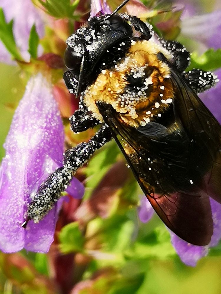 Carpenter bee Xylocopa virginica with pollen visiting dragonhead Dracocephalum moldavica flowers.