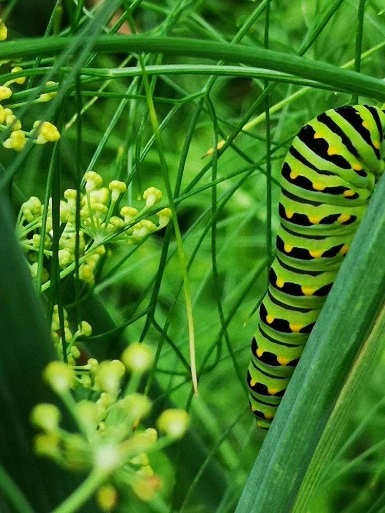 Black swallowtail butterfly caterpillar on fennel (Foeniculum vulgare) host plant.