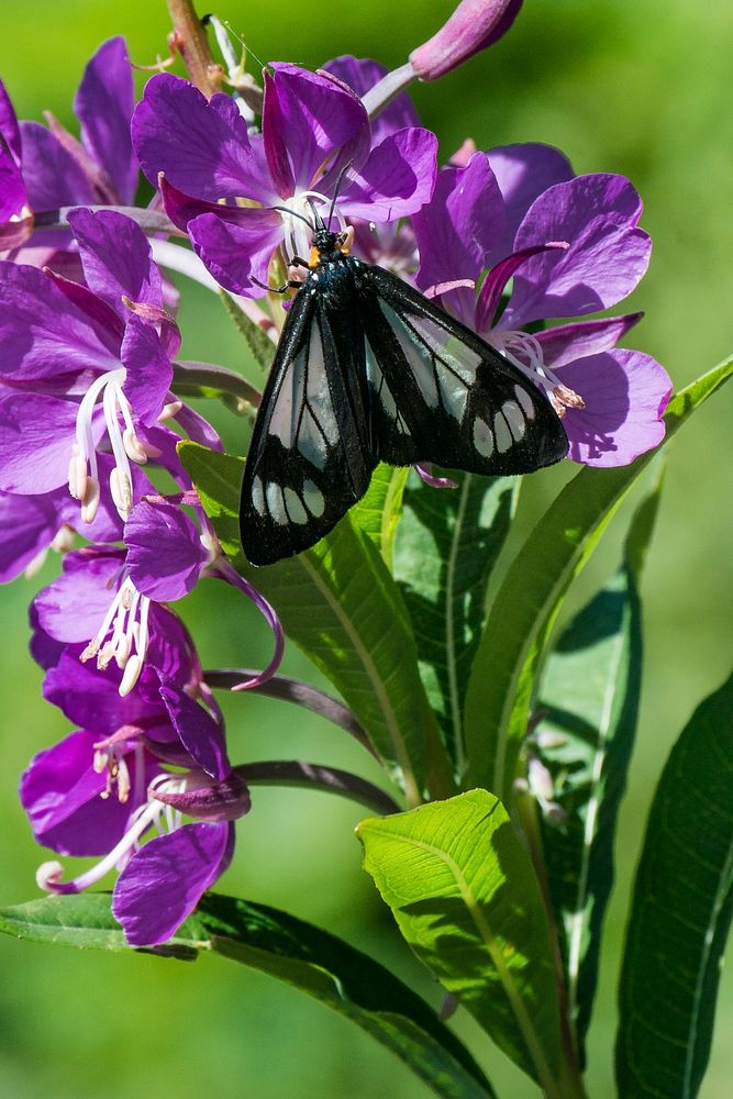 Tiger Moth- Boquet. Original public domain image from Flickr