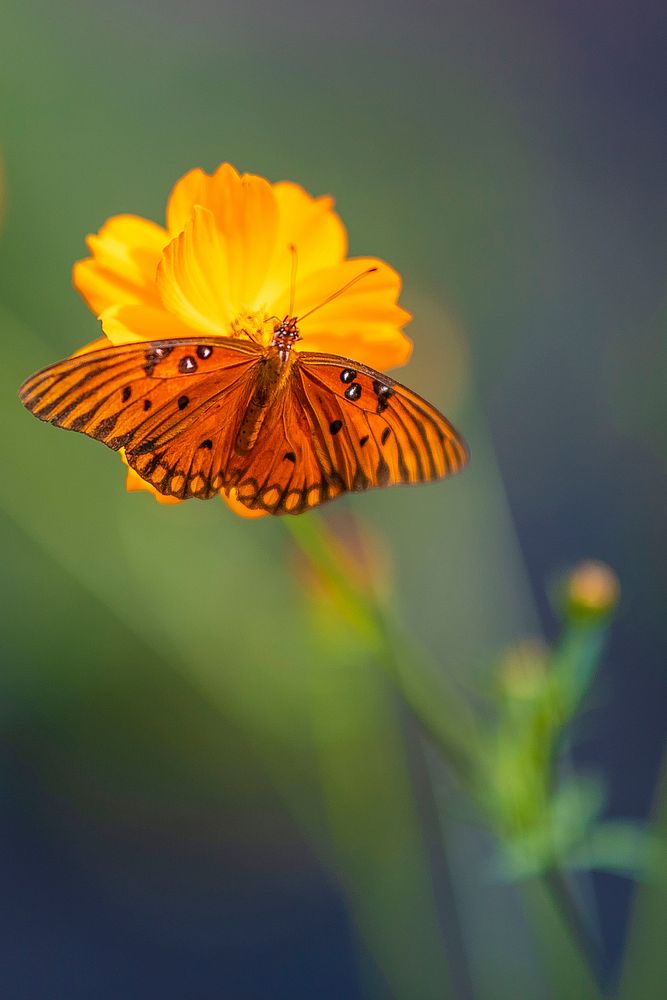 A butterfly is scene on the marigolds of Nuri Icgoren, with his wife Sofia, who operate Urban Sprout Farms, a biodynamic…