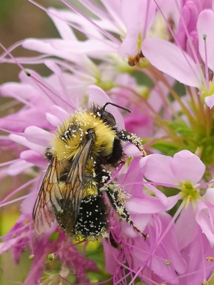 Bumblebee covered in pollen visiting cleome.