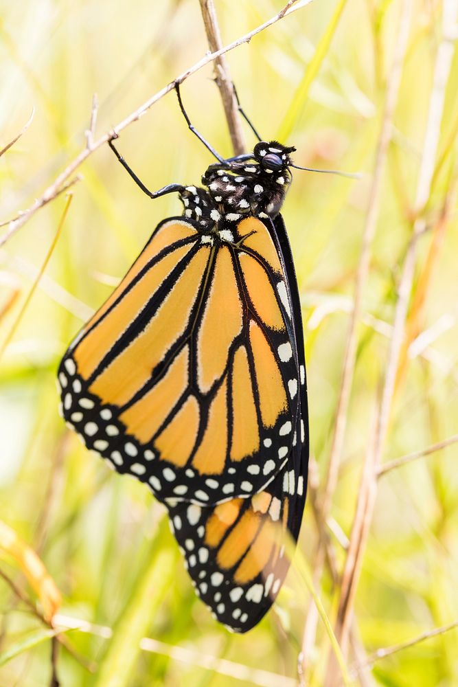 Monarch Butterfly. Free public domain CC0 photo.