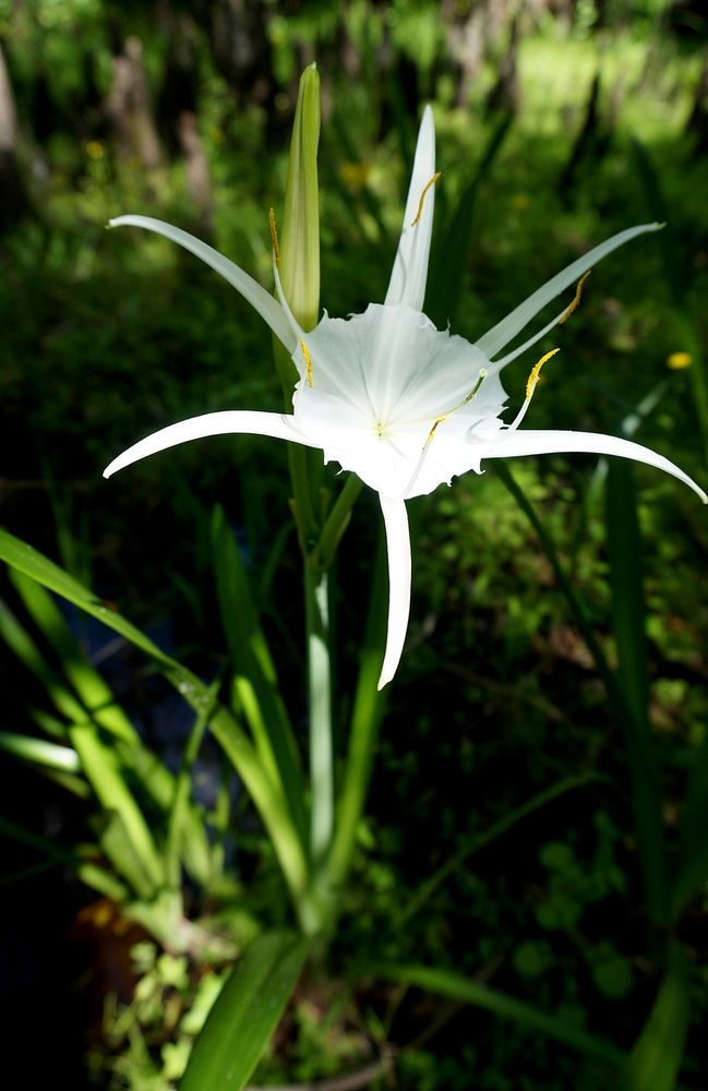 Spider Lily. Original public domain image from Flickr
