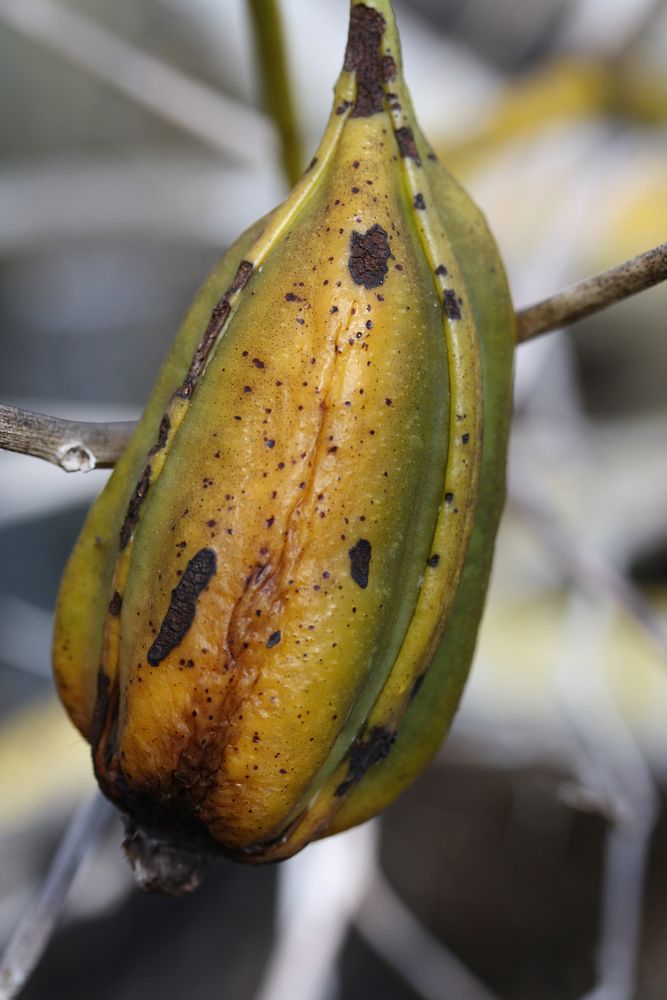 Cowhorn seed pod. Original public domain image from Flickr