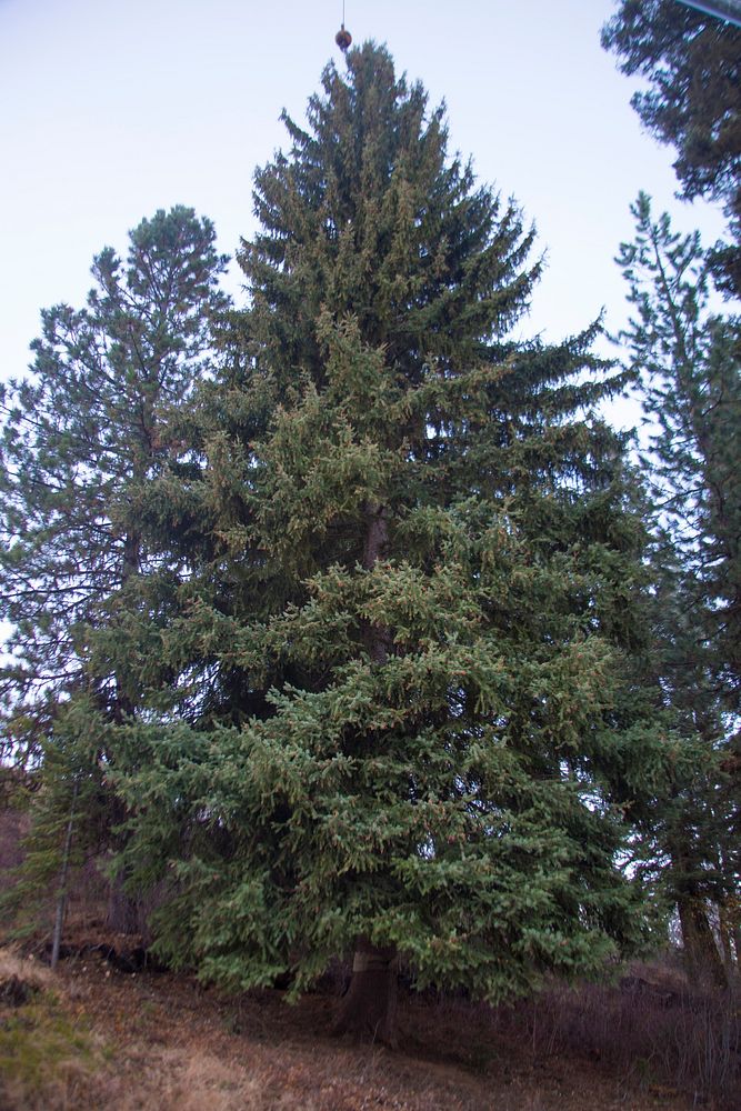 U.S. Capitol Christmas Tree. Original public domain image from Flickr
