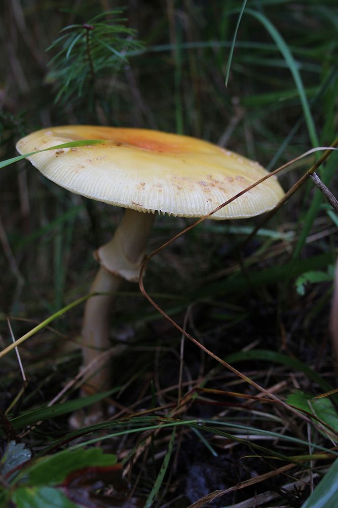 Fly agaric mushroomPhoto by Courtney Celley/USFWS. Original public domain image from Flickr