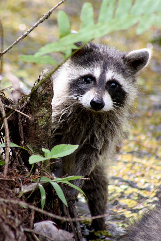 Raccoon. Original public domain image from Flickr