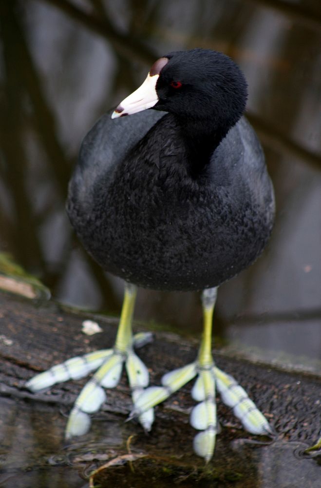 Coot. Original public domain image from Flickr