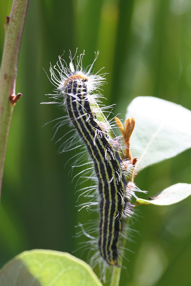 Caterpillar on a twig. Original public domain image from Flickr