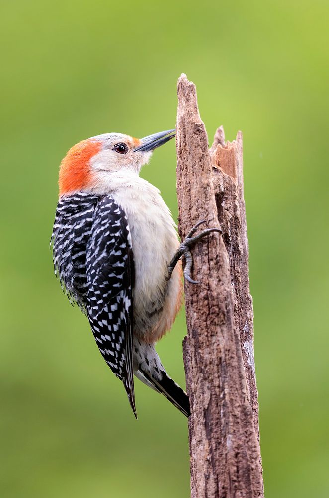 Female red-bellied woodpecker bird. Free public domain CC0 image.