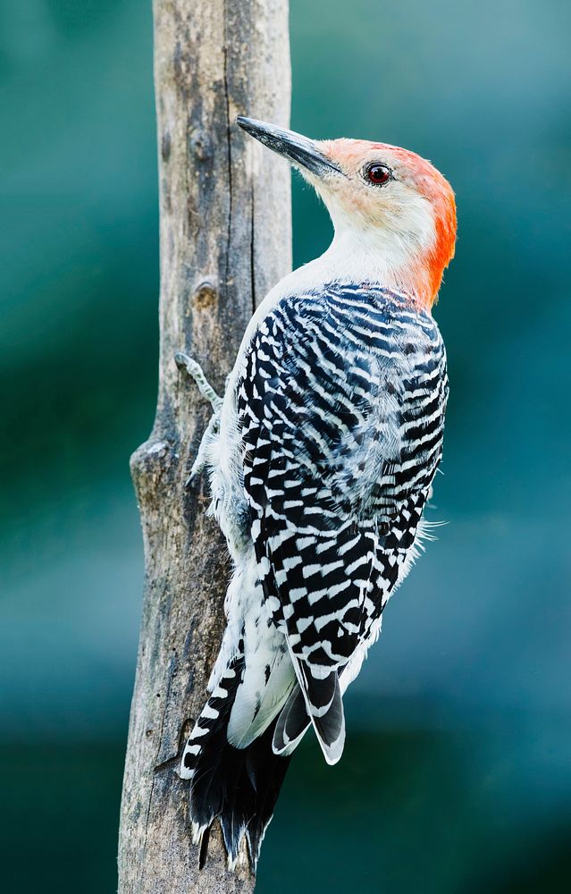 Red-bellied woodpecker bird. Free public domain CC0 image.