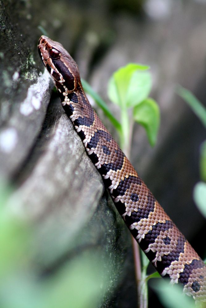 Head of water moccasin. Original public domain image from Flickr