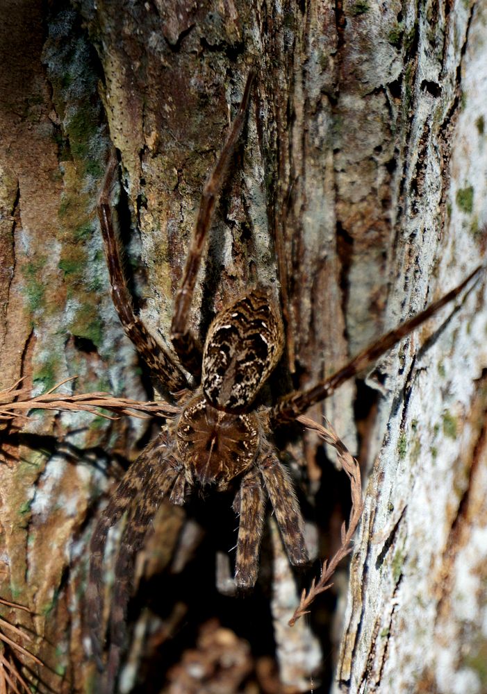 Spider on a tree. Original public domain image from Flickr