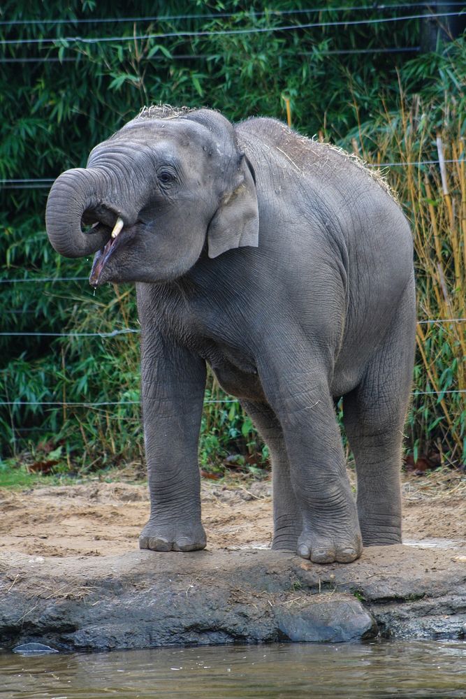 Elephant. Original public domain image from Flickr