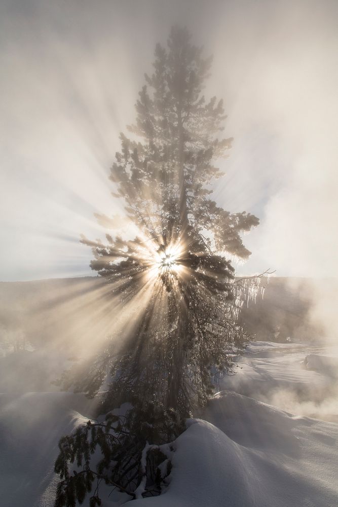 Sunshine through a tree near Artemisia Geyser. Original public domain image from Flickr