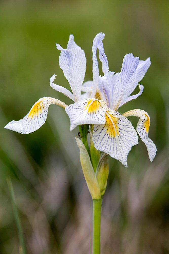 Wild iris. Original public domain image from Flickr