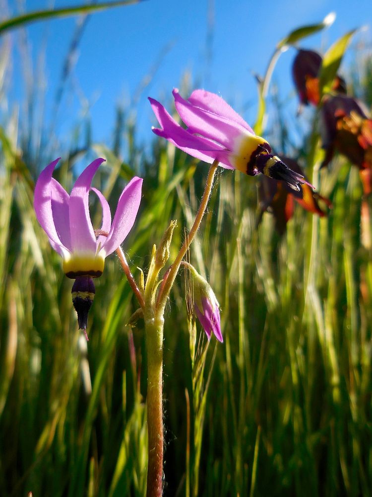 Shooting Star. Dodecatheon clevelandii. Spring bloomer. Original public domain image from Flickr