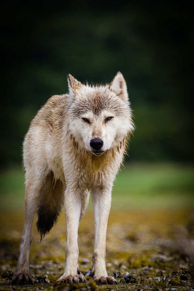 Coastal wolf background. Original public domain image from Flickr