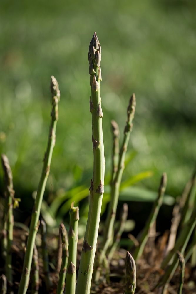 Asparagus of one to four years of maturity at the U.S. Department of Agriculture (USDA) Headquarters People's Garden in…