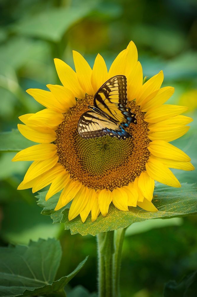 Butterfly and sunflower. Original public domain image from Flickr