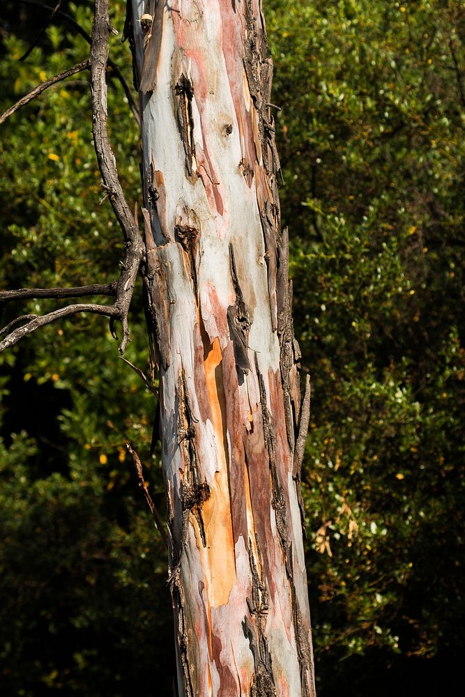 Circle X Ranch - Bark. Photographed by Volunteer Photographer Connar L'Ecuyer. Original public domain image from Flickr