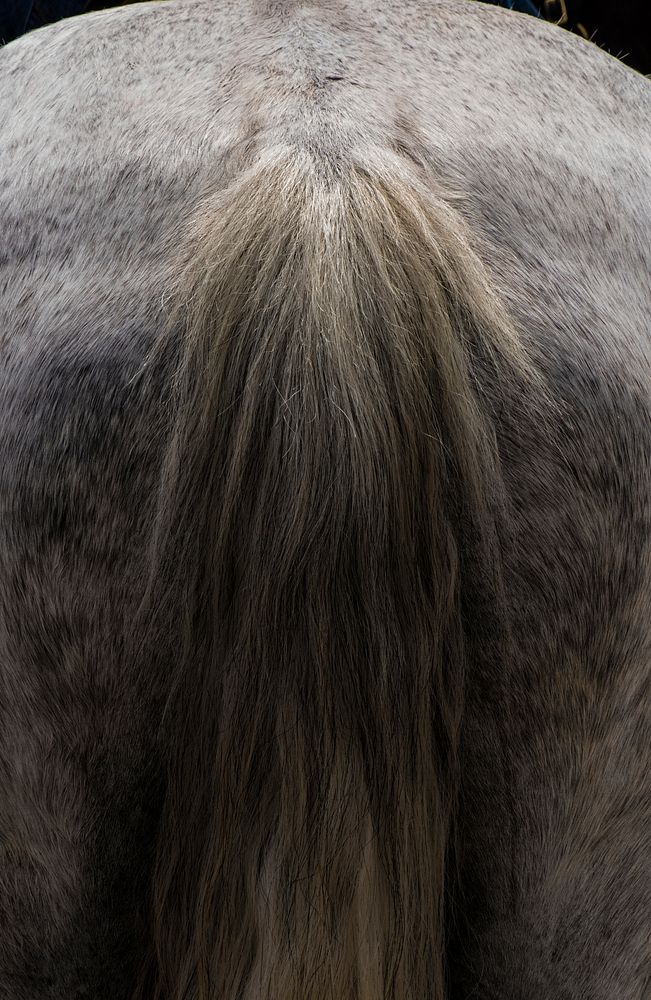 Today’s U.S. Department of Agriculture (USDA) Farmers Market celebrated "National Meet a Horse Day" with the officers and…